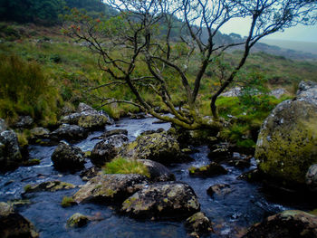 River flowing through rocks in forest