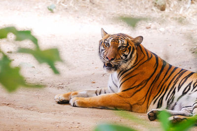 Cat looking away in zoo