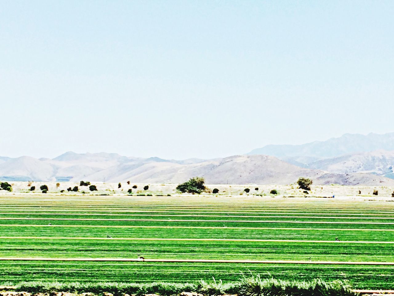 landscape, clear sky, mountain, tranquil scene, agriculture, copy space, mountain range, rural scene, tranquility, scenics, beauty in nature, field, nature, farm, growth, crop, non-urban scene, no people, tree, in a row