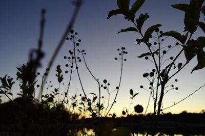 Close-up of silhouette plants against clear sky