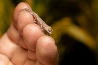 Close-up of hand holding lizard