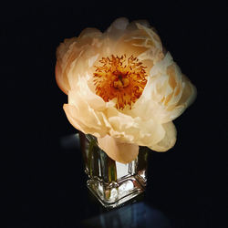 Close-up of white rose against black background