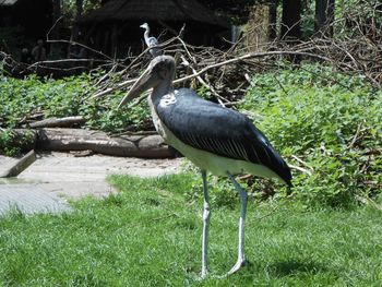 Bird perching on a field