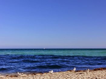 Scenic view of sea against clear blue sky