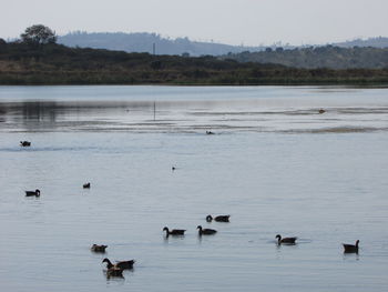Swans swimming in lake against sky