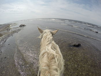 High angle view of horse at beach against cloudy sky