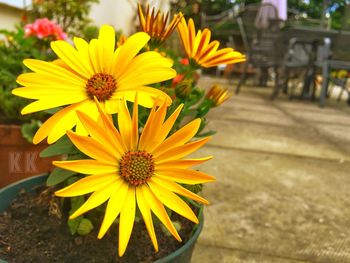 Close-up of yellow flower