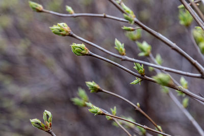 plant