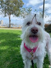 Dog sticking out tongue on field