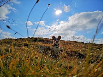 View of sheep on field