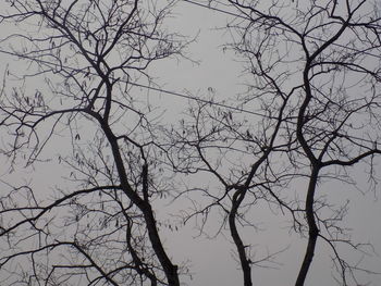 Low angle view of bare tree against sky