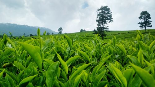 Scenic view of agricultural field against sky