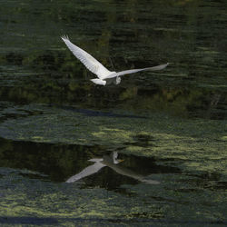 View of bird flying over water