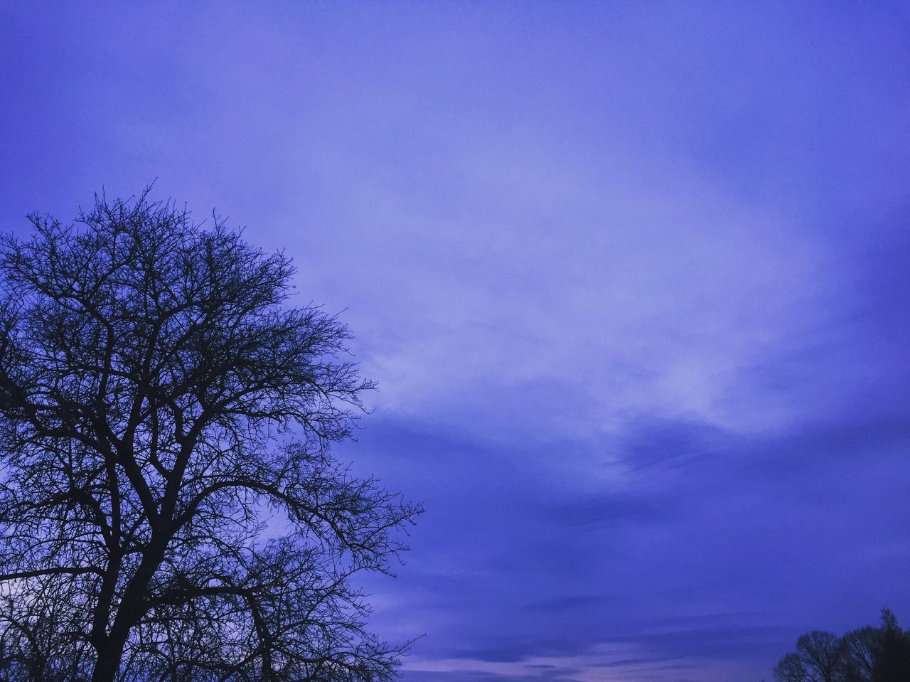 tree, low angle view, blue, sky, silhouette, beauty in nature, tranquility, scenics, nature, tranquil scene, branch, growth, high section, bare tree, dusk, cloud - sky, treetop, idyllic, outdoors, copy space