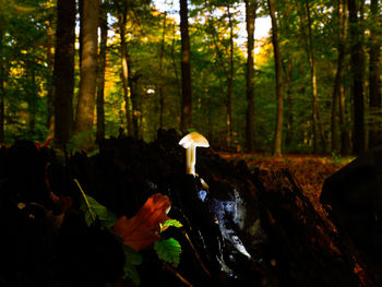 Mushroom growing on field