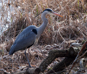 Side view of a bird on field