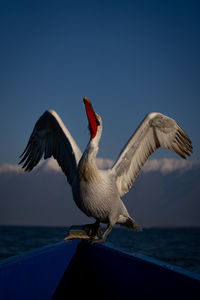 Bird flying over sea