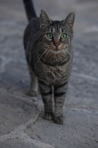 Portrait of tabby cat on footpath