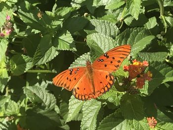 Close-up of butterfly on orange flower