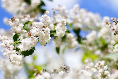 Close-up of white flowers blooming in field