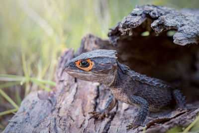 Close-up of lizard