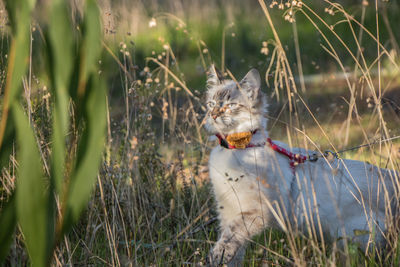 Cat looking away on field