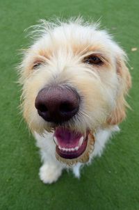 Close-up of a dog