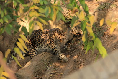 High angle view of leopard walking in forest