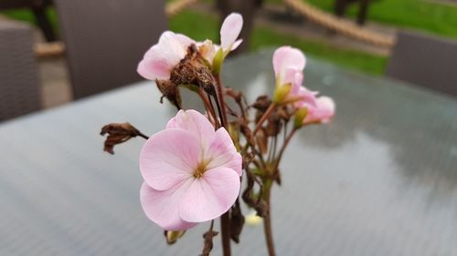 Close-up of pink flowers blooming outdoors