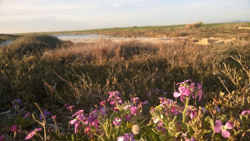 Purple flowers blooming in field