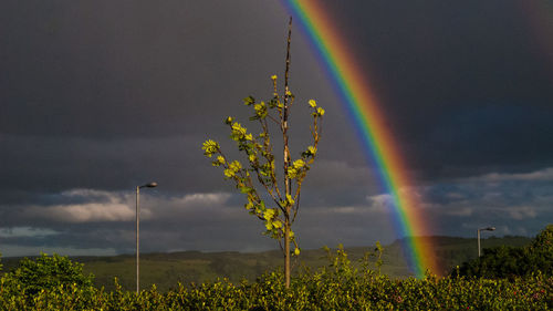 Rainbow above plants against cloudy sky