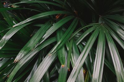 Full frame shot of palm tree