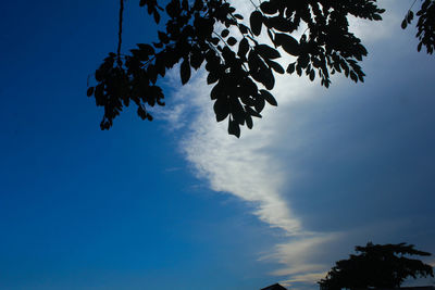 Low angle view of silhouette tree against blue sky