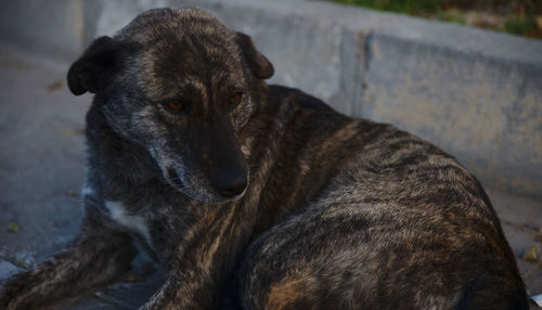 Close-up portrait of dog relaxing outdoors