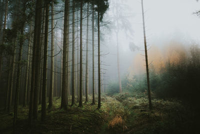 Trees in forest
