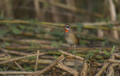 Close-up of bird perching on branch