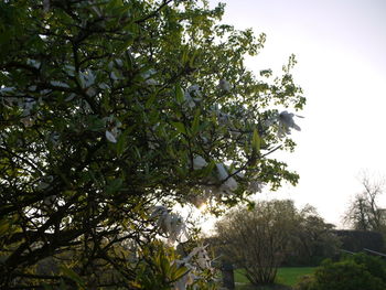 Low angle view of tree against clear sky