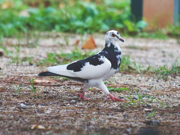 Close-up of a black and white pigeon striding on land