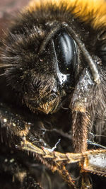 Close-up of turtle at night