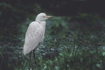 Close-up of bird perching on a field