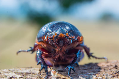 Close-up of insect