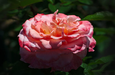 Close-up of pink rose blooming outdoors