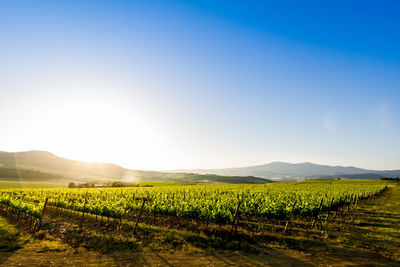 Scenic view of vineyard against clear sky