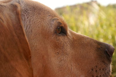 Close-up of horse