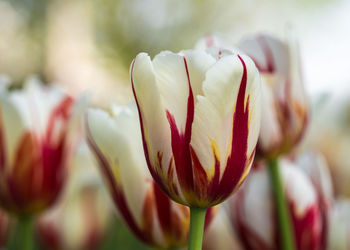 Close-up of flower blooming outdoors