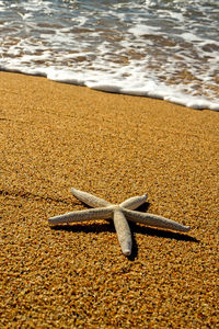 Close-up of crab on sand at beach