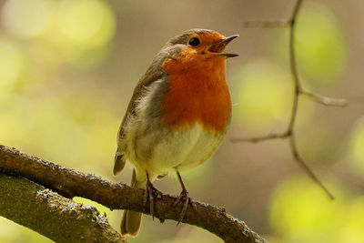 Close-up of bird perching on branch