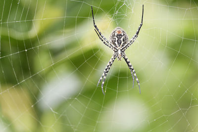 The spider species argiope aurantia is commonly known as the yellow garden spider