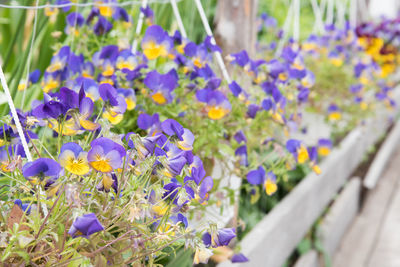 Close-up of purple crocus flowers