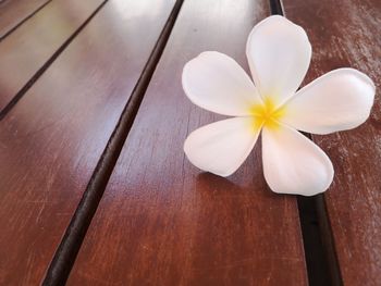 Close-up of white frangipani on table
